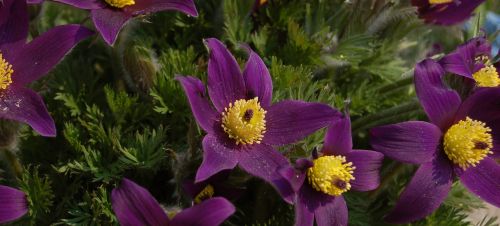 Sasanka, Gėlė, Pavasaris, Pulsatilla Vulgaris