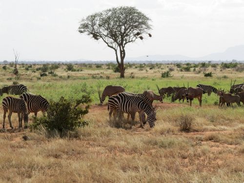 Savanna, Oryx, Zebra, Afrika, Safari, Laukinė Gamta, Antilopė