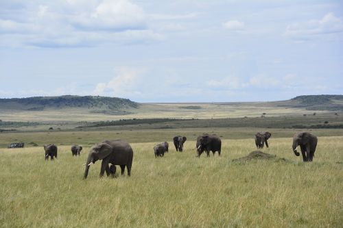 Savana, Kenya, Afrika, Safari, Mara, Drambliai, Kraštovaizdis, Lygumos