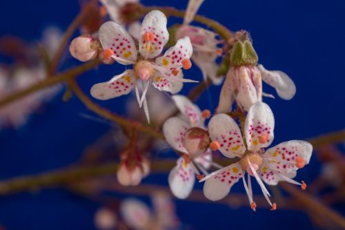 Saxifraga Cuneifolia, Keilblättriger Saxifrage, Gėlės, Mažas, Balta, Maža Gėlė, Makro, Žydėti
