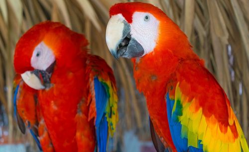 Raudona Macaw, Guacamayas, Macaws, Papūga, Atogrąžų Paukštis, Ave, Paukštis, Plumėjimas