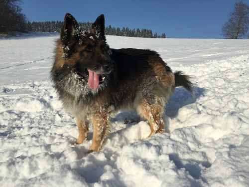 Schäfer Šuo, Žiema, Sniegas
