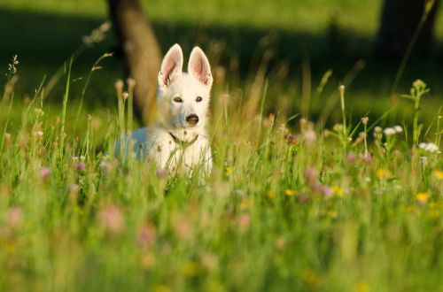 Schäfer Šuo, Baltasis Piemuo, Šuniukas, Gyvūnai Vaikams, Gėlės, Gėlių Pieva