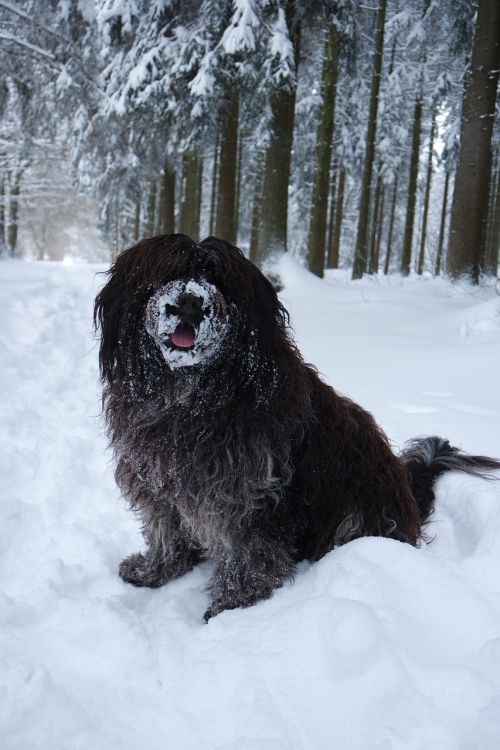 Schapendoes, Šuo, Sniegas, Miškas, Medžiai, Ardennes
