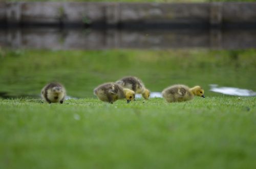 Žąsis,  Jaunas,  Gyvūnas,  Pavasaris,  Gamta,  Paukštis,  Meilė,  Cuties 2