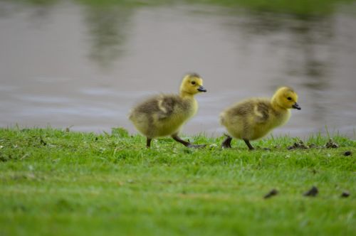 Žąsis,  Jaunas,  Gyvūnas,  Pavasaris,  Gamta,  Paukštis,  Meilė,  Cuties 4