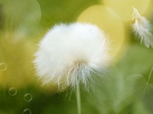 Scheuchzer Wollgras, Cottongrass, Žiedas, Žydėti, Augalas, Minkštas