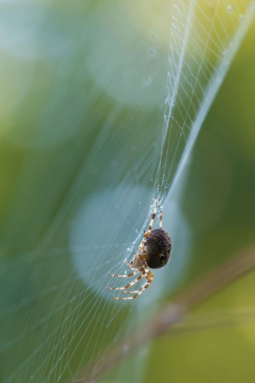 Schilfradspinne, Voras, Larinioidės Cornutus, Arachnid, Gyvūnas, Tinklas, Lichtspiel