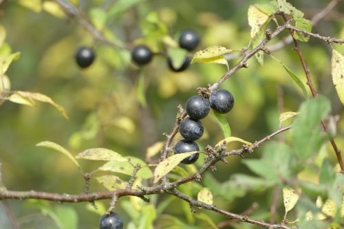 Schlehe, Juodmedis, Prunus Spinosa, Laukiniai Vaisiai, Ruduo