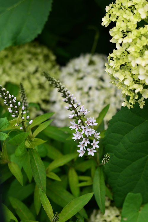 Schneef Elbės Turtingas,  Gėlė,  Baltos Spalvos,  Lysimachia Clethroides,  Antis Pė Felberich,  Krwawnica,  Lysimachia,  Sodas,  Hydrangeas,  Žydi,  Gėlių Sodas,  Žiedas,  Žydi,  Pobūdį,  Augalų,  Švelnus,  Mažas