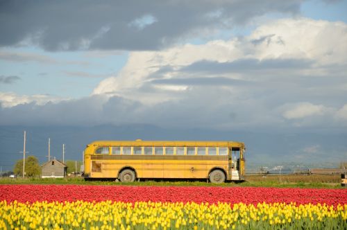Gėlės,  Laukas,  Mokyklos & Nbsp,  Autobusas,  Geltona,  Mokyklos Autobusas Ir Gėlės
