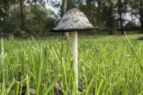 Schopf Comatus, Coprinus Comatus, Šparagų Grybai, Porcelianas Comatus, Tintenpilz, Grybai, Grybai, Grybelinės Rūšys, Balta, Juodoji Siena