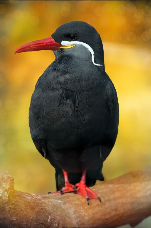 Schwalbe, Inca Tern, Juoda, Paukštis, Gyvūnas