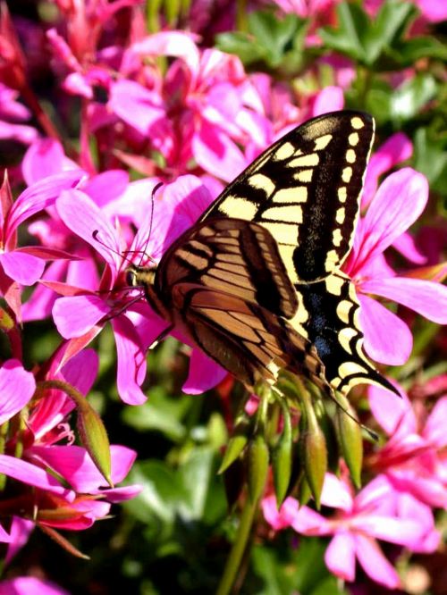 Drugelis,  Drugeliai,  Vasara,  Grožis,  Saulėgrąžos,  Sodas,  Europa,  Asija,  Papilio & Nbsp,  Machaon,  Swallowtail