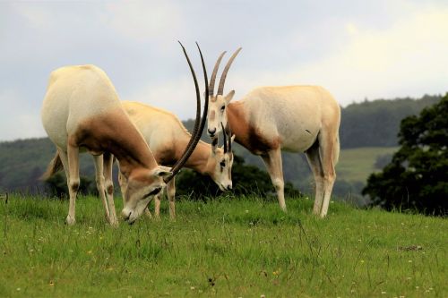 Scimitar Oryx, Antilopė, Laukinė Gamta, Scimitar, Oryx, Gamta, Afrika, Laukiniai, Žolėdis, Scimitar-Ragus, Kraštovaizdis, Lauke, Ganymas, Gyvūnas, Žinduolis, Nykstantis, Grupė