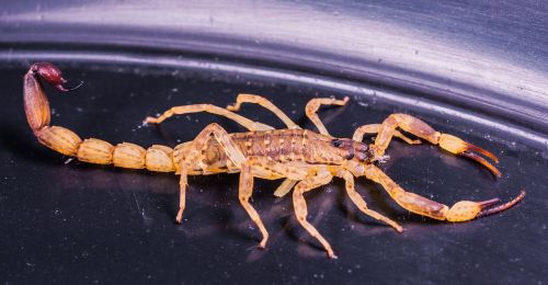 Skorpionas, Arachnid, Ruda, Toksiškas