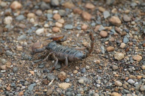 Skorpionas, Vabzdžiai, Afrika, Gamta