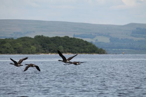 Škotija, Loch Lomond, Ežeras, Paukščiai
