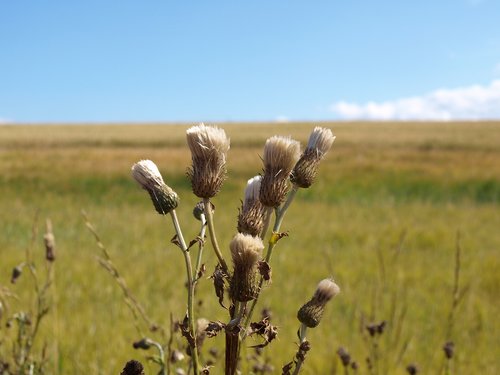 Škotija,  Thistle,  Vasara,  Pobūdį,  Pieva