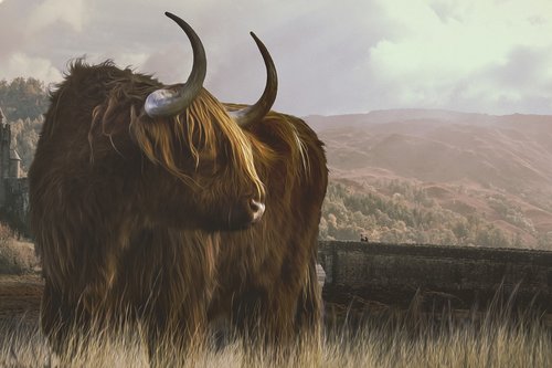 Škotija,  Highland Jautiena,  Ragai,  Gyvulininkystė,  Škotijos,  Kraštovaizdis,  Pilis,  Vaizdo Redagavimo