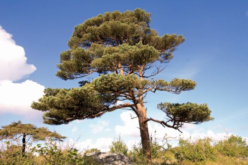 Škotų Pušis, Pinus Sylvestris, Burren, Clare, Airija, Gamta Ireland