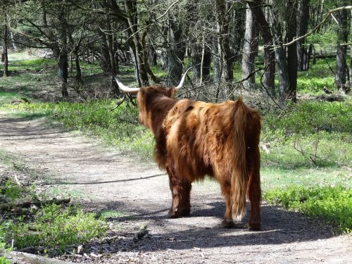 Škotų Kalnakasė,  Highlander,  Jautiena,  Gamta,  Karvės,  Jaučiai,  Kraštovaizdis,  Žinduolis,  Veršeliai,  Karvė,  Žvėrys,  Galvijai,  Miškas,  Veluwezoom,  Veluwe,  Gyvūnai,  Gyvūnas