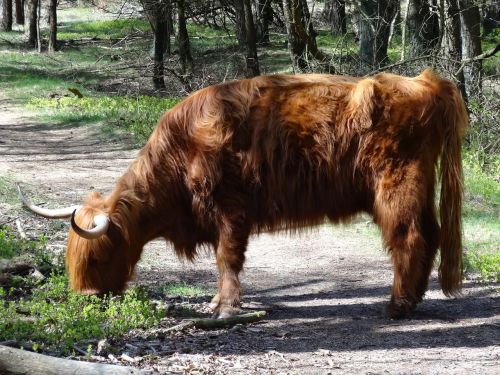 Škotų Kalnakasė,  Highlander,  Jautiena,  Gamta,  Karvės,  Jaučiai,  Kraštovaizdis,  Žinduolis,  Veršeliai,  Karvė,  Žvėrys,  Galvijai,  Miškas,  Veluwezoom,  Veluwe,  Gyvūnai,  Gyvūnas