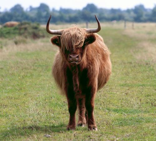 Škotiškas Hochlandrindas, Kalnų Galvijai, Kyloe, Bay Gaidhealach, Bos Taurus, Gelinė Oda, Nutzviehrassen, Ragai, Kailis, Gyvūnų Pasaulis, Gyvūnas, Padaras, Žinduolis, Karvė, Įdomu, Gyvuliai, Raguotas, Gamta, Veidas