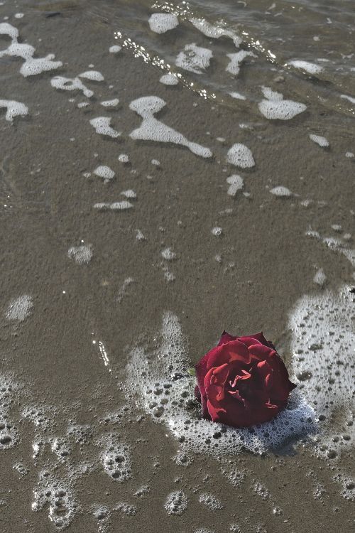 Jūra, Rosa, Romantiškas, Gėlės, Šlapias, Papludimys, Putos