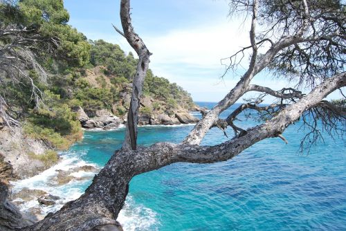 Jūra, Medis, Azure Mėlynas, Corniche, Azure, Gamta, Vaizdas, Prancūzijos Riviera