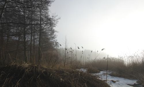 Jūra, Migla, Peizažai, Šaltis, Rudens Rūkas, Gamta