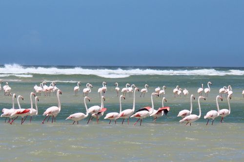 Jūra, Vanduo, Kranto, Vandenynas, Papludimys, Flamingos, Mėlynas Dangus, Flamingo