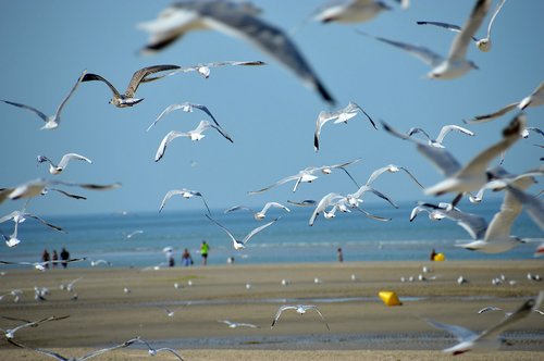 Jūra,  Papludimys,  Stella Beach,  Hauts De Prancūzija,  Griebtis,  Smėlis,  Bangų,  Jūros Mova,  Saulėlydžio,  Cucq,  Paukščiai,  Žuvėdros,  Skrydis