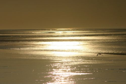 Jūra, Ameland, Papludimys, Vaizdas, Sala