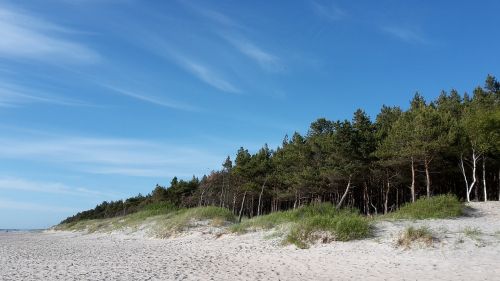 Sea,  Beach,  Baltika,  Palanga,  Lithuania,  Pine,  Sky