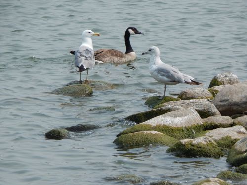 Jūros Židiniai,  Kanados Žąsis,  Žąsis,  Kaukolės,  Paukščiai,  Vandens Paukščiai,  Gamta,  Vanduo,  Ežeras,  Saskatchewan,  Laukinė Gamta,  Gyvūnai