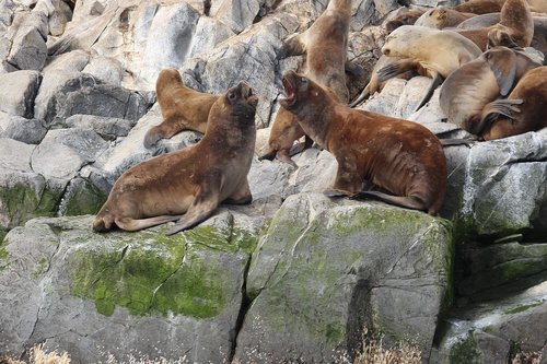 Jūrų Liūtas,  Juros Liutai,  Padaras,  Gyvūnas,  Pelekai,  Pietų Amerika,  Ushuaia