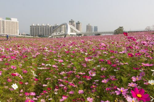 Gėlių Jūra, Taivanas, Saulės Sporto Parkas