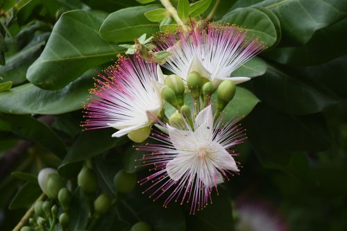 Jūros Putos, Gėlė, Barringtonia Asiatica