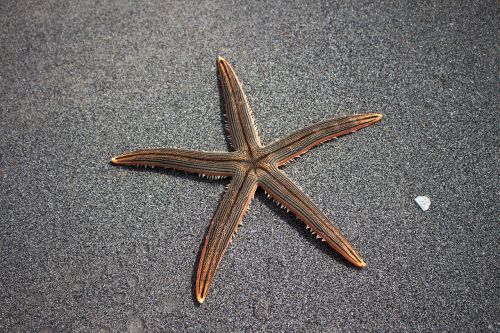 Jūros Žvaigždė, Papludimys, Jūrų Fauna