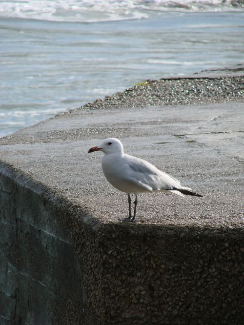 Kajakas, Uostas, Paukštis, Vanduo, Gyvūnas