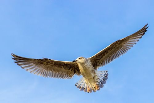 Kajakas, Paukštis, Skraidantis, Baltijos Jūra, Laukinės Gamtos Fotografija, Plumėjimas, Skristi, Skrydis