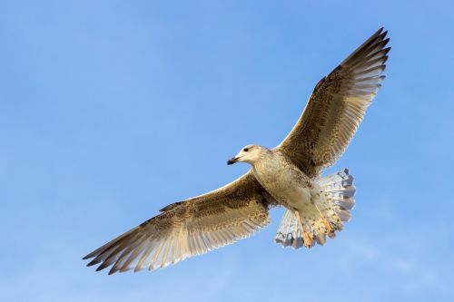 Kajakas, Paukštis, Skraidantis, Baltijos Jūra, Laukinės Gamtos Fotografija, Plumėjimas, Skristi, Skrydis