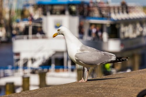 Kajakas, Paukštis, Vandens Paukštis, Uždaryti, Gyvūnas