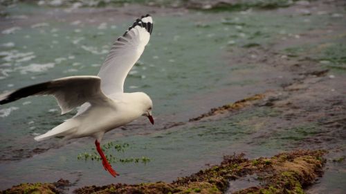 Kajakas, Skraidantis, Nusileidimas, Vandenynas, Laukinė Gamta, Gamta, Paukštis, Sparnai, Jūros Paukštis, Lauke, Papludimys, Krantas, Portretas, Jūra