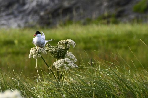 Kajakas, Paukštis, Sėdėti, Gyvūnas, Pieva, Gėlė, Žiedas, Žydėti, Vandens Paukštis, Plumėjimas, Gamta, Seevogel, Iceland