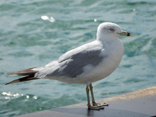 Kajakas, Vanduo, Ežeras, Kepuraitė, Paukštis, Gamta, Gyvūnas, Jūra, Jūros Paukštis, Laukinė Gamta, Kranto, Fauna, Snapas, Plunksna, Krantas, Pajūryje, Akis