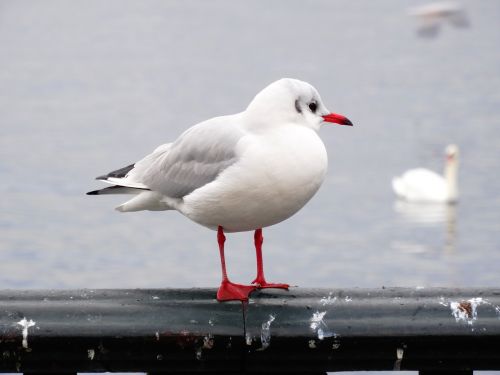 Kajakas, Paukštis, Uždaryti, Vandens Paukštis