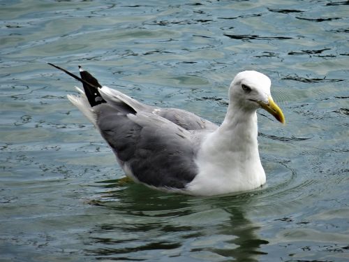 Kajakas, Vanduo, Paukštis, Vandens Paukštis