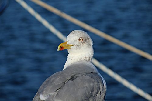 Kajakas, Jūra, Uostas, Portonovo, Sanxenxo